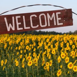 field of sunflowers with a "welcome" sign spanning it.