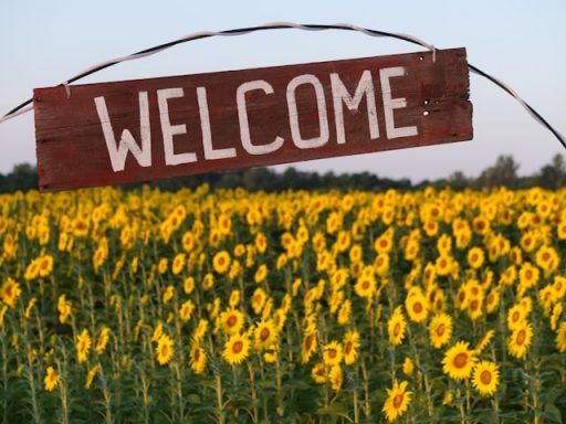 field of sunflowers with a "welcome" sign spanning it.