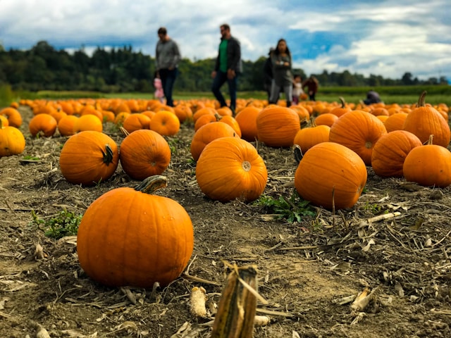 decorative image: people in a pumpkin patch